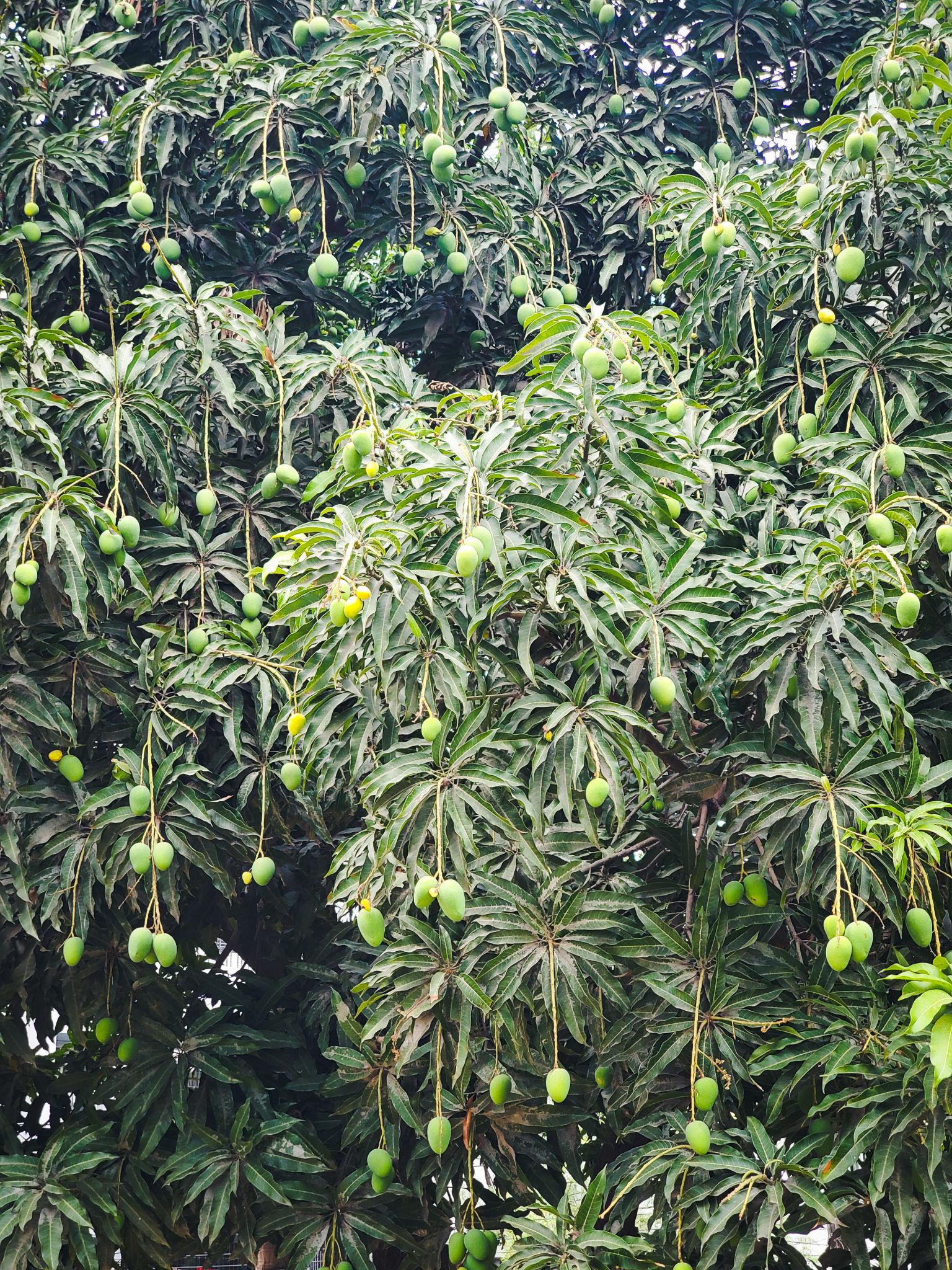 গ্রামবাংলার আকাশে-বাতাসে এখন কাঁচা আমের মিষ্টি ঘ্রাণ। গাছভরা সবুজ ছোট ছোট আম বাতাসে দুলছে, আর সেই সুবাসে মুখরিত হয়ে উঠেছে চারদিক। দুপুরের রোদে কিংবা বিকেলের নরম হাওয়ায় আমগাছের নিচ দিয়ে হাঁটলেই টের পাওয়া যায় আগত গ্রীষ্মের বার্তা।