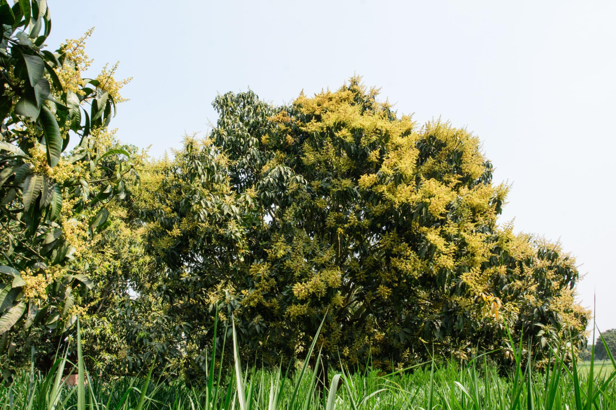 ব্রাহ্মণবাড়িয়াসহ দেশের বিভিন্ন জেলার গ্রাম অঞ্চলে এখন গাছে গাছে ফুটেছে নতুন আমের মুকুল। চারদিকে ছড়িয়ে পড়েছে মিষ্টি ঘ্রাণ—মৌ মৌ করছে প্রকৃতি। বসন্তের হালকা বাতাসে আমগাছের ডালে ডালে দুলছে সোনালি-সবুজ রঙের মুকুল, যা আগামীর রসালো ফলনের বার্তা দিচ্ছে।  গ্রামের কৃষকেরা বলছেন, আবহাওয়া অনুকূলে থাকলে এ বছর আমের ভালো ফলনের আশা করছেন তারা। তবে অতিরিক্ত বৃষ্টি বা শিলাবৃষ্টি হলে মুকুল ঝরে পড়ার আশঙ্কাও রয়েছে। তাই অনেকে ইতোমধ্যে গাছে পরিচর্যা ও প্রয়োজনীয় কীটনাশক প্রয়োগ শুরু করেছেন।  প্রকৃতির এই সুবাস শুধু কৃষকদেরই নয়, গ্রামবাংলার সাধারণ মানুষকেও দিচ্ছে আনন্দের বার্তা—গ্রীষ্মের আগমনী সুর যেন বেজে উঠেছে আমের মুকুলে।