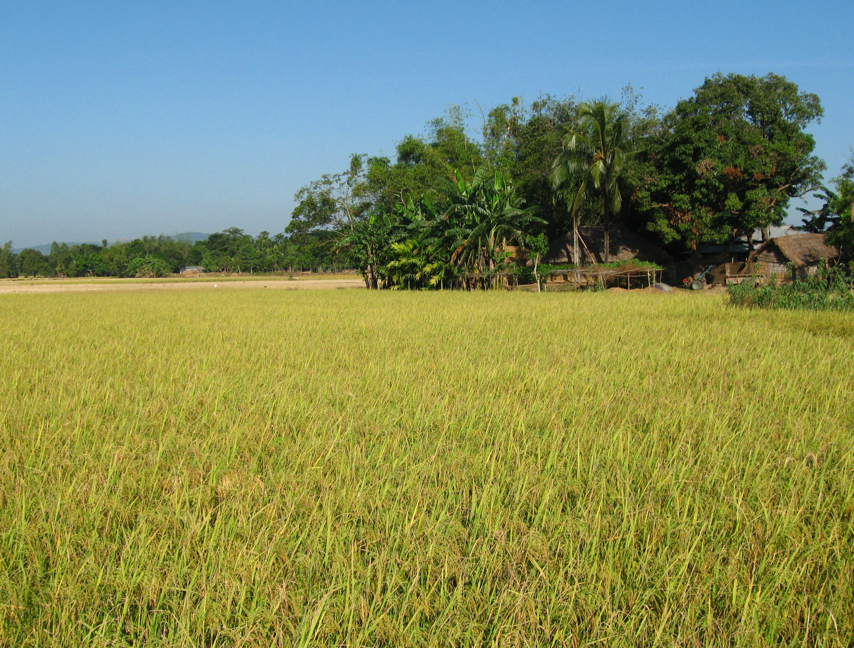 প্রাকৃতিক দৃশ্য (বাংলাদেশের বসন্তকালীন আবহ)